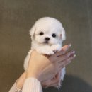 A. DOG(어독) 이미지