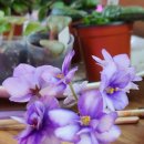 바이올렛 이미지