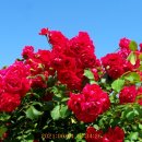 장미공원 주차장 이미지