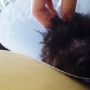 김민성 동물병원 이미지