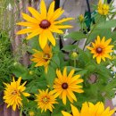 루드베키아 이미지