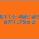 식물향기