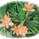 와룡사슴농장 이미지