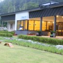 VIP 애견 이미지