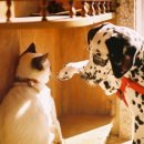 강아지와 고양이 이미지