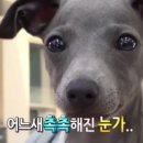 송옵송