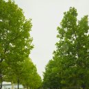 구리한강시민공원 코스모스축제 이미지