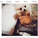 알프펫 | 애견샵 알프펫 분양 후기 이벤트! 선물 드려요~ (강아지분양/고양이분양)