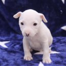 바우와우 애견샵 이미지