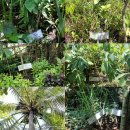 길두농장 | 발리5# 발리 따나롯사원(Tanah lot temple)과 루왁커피농장(Kopi Luwak)에 다녀왔어요!