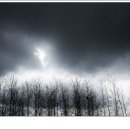 노르웨이의 숲 이미지