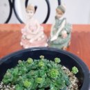 향기다육농원