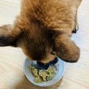 시골개 새참 이미지