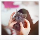 따뜻한 집 | 수원고양이분양 후기 │ 조용한 집에 찾아온 따뜻한 변화