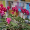 백중약국 이미지