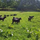 청정흑염소 이미지