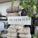 남원추옥 이미지