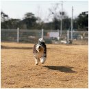 애견카페왕 이미지