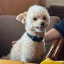 카타나 펜션 | 강화도 수제버거 맛집 "보스턴 수제 버거"