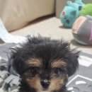 내새끼 펫 이미지