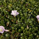 애월한담해안산책로 이미지