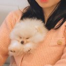 (주)펫바라기 이미지