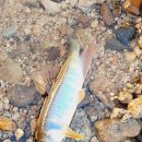 장암교 화장실 | 김천 조마다리 장암교 텐트치고 물놀이 할수있는 무료야영장