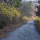 개나리길 이미지