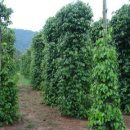 사오농장 이미지