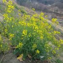 자은임도 이미지