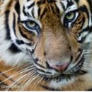 하룻강아지 이미지