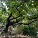 유포석보 이미지