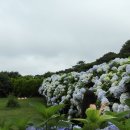 카멜리아힐 이미지