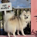 엔젤펜션 | [제주 애견동반 숙소 추천] 공항 근처 감성 펜션 ‘엔젤하우스’ 솔직 후기 🐾 (위치·시설·서비스 총정리)