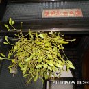 기암경로당 Daum카페