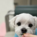 (주)펫앤바이오 | 강아지 눈물자국, 특허 받은 강아지 눈 영양제 바이오펫랩 아이프로