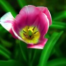 행복한 꽃 이미지