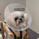 보담동물의료센터 | 꼼꼼한 진단과 재활치료 효과가좋았던 보담동물의료센터 후기