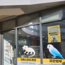 카페릴리(센트럴돔그랑트리캐슬내 위치) | [시흥 파충류분양] 도마뱀라이프 시흥은계점 : 우리 집의 새로운 가족을 만난 날