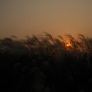 하늘공원 이미지