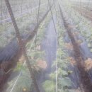 매일2농장 이미지