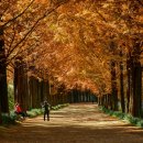 메타세콰이어길 이미지