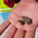 시골다슬기 이미지