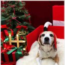 우다다댕산 이미지