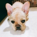 노성남 동물병원 이미지