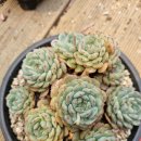 자연 팜 이미지