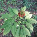 산양키우는 가 이미지