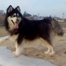 가정견1회분양 이미지