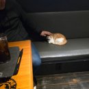 탐앤탐스앞 | 귀여운 마스코트가 있는 탐앤탐스 블랙 달맞이점 내돈내산 후기
