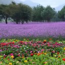 인제10 프레시안